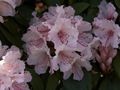 Rhododendron Jacksonii-3 Różanecznik